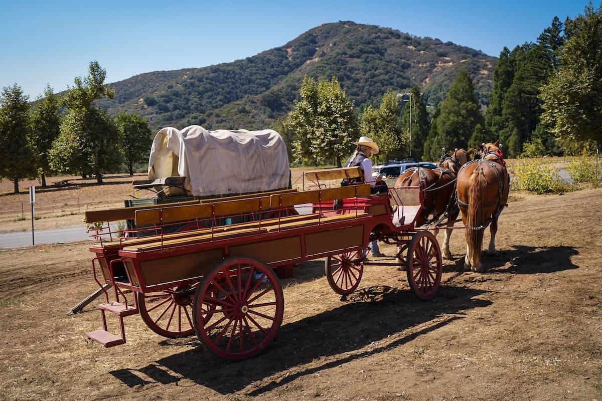 chevaux transport